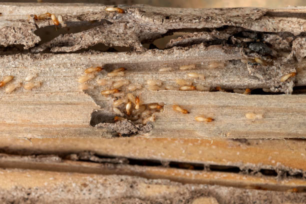 Best Residential Pest Control  in Prince George, VA